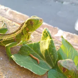 Todos tipos de animais itaquaquecetuba e região Guarulhos Mogi Ferraz