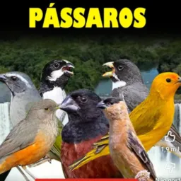Grupo de Pássaros Castanhal cidds vizinhas do Pará🪶🐦 criar e preservar 🐣