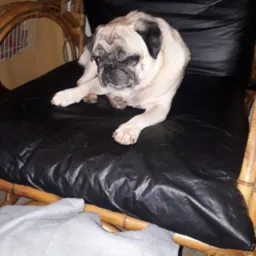 Venda de cães bh😍
