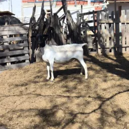 🐑 RIFA DE UMA OVELHA DORPE 🐑