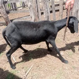 Rifa-se uma borega🐑