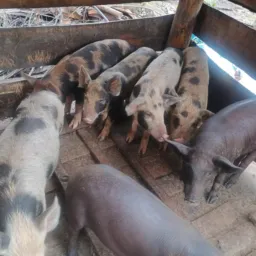 RIFA DA SORTE UM LEITÃO CAIPIRA 🍀🍀🍀🍀