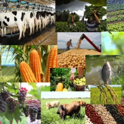 AGRONEGÓCIOS, TUDO DO AGRO E AVICULTURA E EMPREGOS (Marabá PA e região BRASIL)