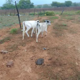 Rifa de dois bezerros do Juninho