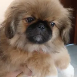 SHTIZUS, PEQUINÊS, LHASA APSO, LENÇÓIS PAULISTA E REGIÃO