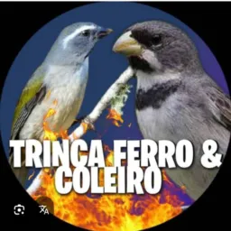 Rolo de pássaro e venda breganha Cariacica