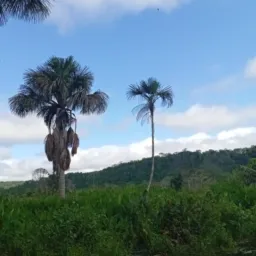 Grupo aldeia maranuwi