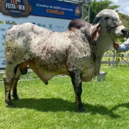 AMIGOS DO AGRO 1