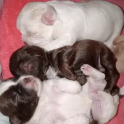 (Sp) ninhada shih Tzu pronto entrega 🐶