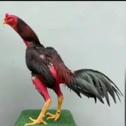🐓7 🐓Grupo🐓 de João Pessoa🦅 para animais e árvores 🦬🐴🐐🐏🐓