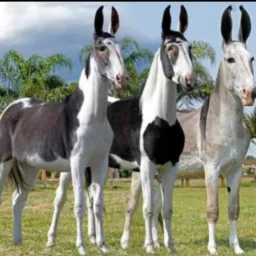 Juvenal beiras Rio rolos 🐴🐴🦆🪿🐮🐷7