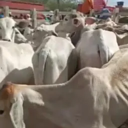 Feira de Gado 1 - Nordeste (RN, PB, PE e CE)