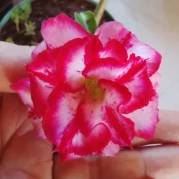 Floricultura dá Jô de terenos ms