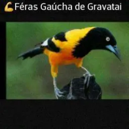 Feras Gaúchas Gravataí