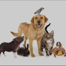 Ajuda os animais e doação 🐶🐱❤️