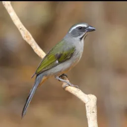 🕊️VENDAS E ROLO DE AVES E GAIOLA CHÁCARA CRUZEIRO DO SUL ZL.🕊️