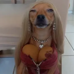 Figurinhas/memes/músicas
