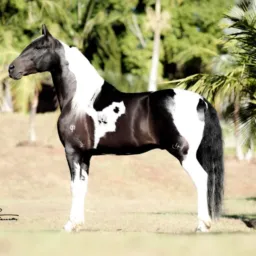 Venda e catira de cavalos, bois, bezerros e itens do meio rural.