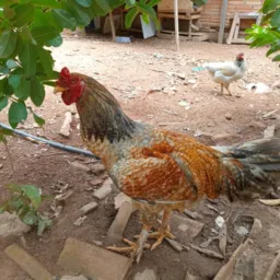 Comprar e venda
