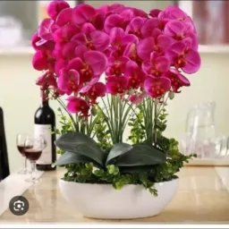 Y e D arranjo florais, e variedades