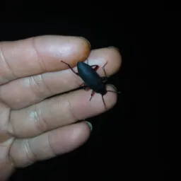 Tenebros cacoal