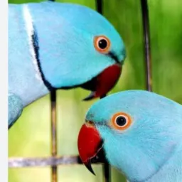 🦜F̳E̳I̳R̳Ã̳O̳d̳a̳s̳A̳V̳E̳S̳🦜  E̳X̳Ó̳T̳I̳C̳A̳S̳ *BICO TORTO* ̳de S̳P̳