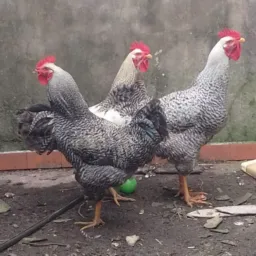 Grupo compra e venda Aves/animais,de tudo um pouco  Pelotas e Região