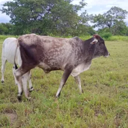 RIFA DE UMA NOVILHA E 4 PIX 💵🐄