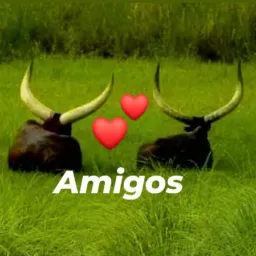 Amigos 🫶🙏♥️