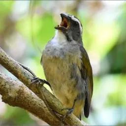 🦅 Paixão Por Trinca Ferro Rolo e Vendas 💰