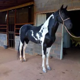 VENDA CAVALOS MOC REGIÕES