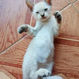 Doações de Animais Oeste da Bahia