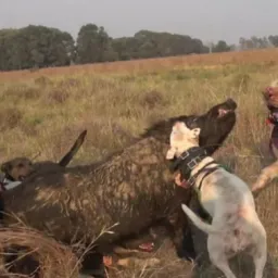 Só cachorro de caça 🐕🐗🐇
