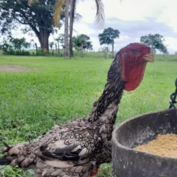 SELECIONADORES DO IG (BR.230) TRANSAMASONICA