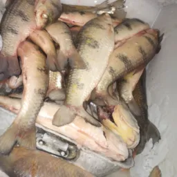 🐟Vendas de peixe são mateus vg🐠