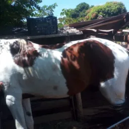 Grupo vende todos animais