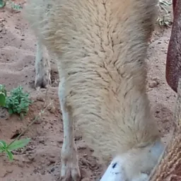 Rifa de uma ovelha 🐑