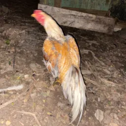 GALINHADA INDIA /BRAHMA/CAIPIRA / GALIZÉ MAFRA E REGIÃO