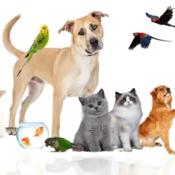 Feira do rolo animais do vale 🐶🦎🦞🐢🐠🐓🦜