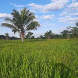 Compra e Vendas de Terras Parauapebas e Região 🏞🚜🚜🚜🚚
