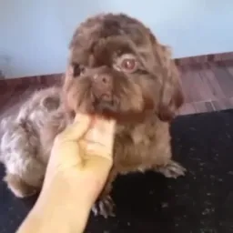 Grupo shitzu 🐾🐾 Qualquer raça