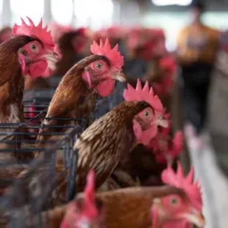 CASA DA RAÇÃO (DISK RAÇÕES) 🐓🐖🚛