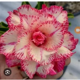 Grupo de rosas da Eliete
