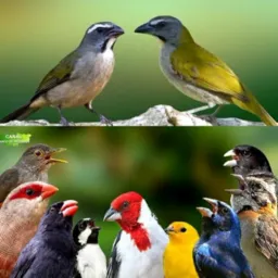 🐦PÁSSAROS SERRA🐦