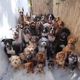 Cãozinho: Venda e Doações