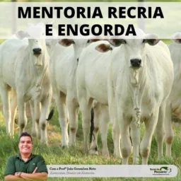 Pré mentoria recria T3