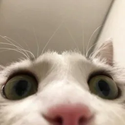 Gatos