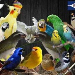 Aves Em Geral🦚