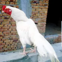 ⭅☜⃝بہاولپور اصیل‣ مرغ باز‣ شوقین☟  ☞⭆⃝