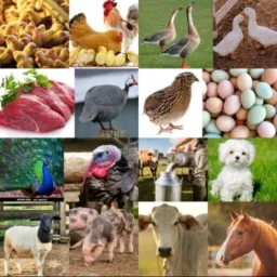 VENDAS DE ANIMAIS